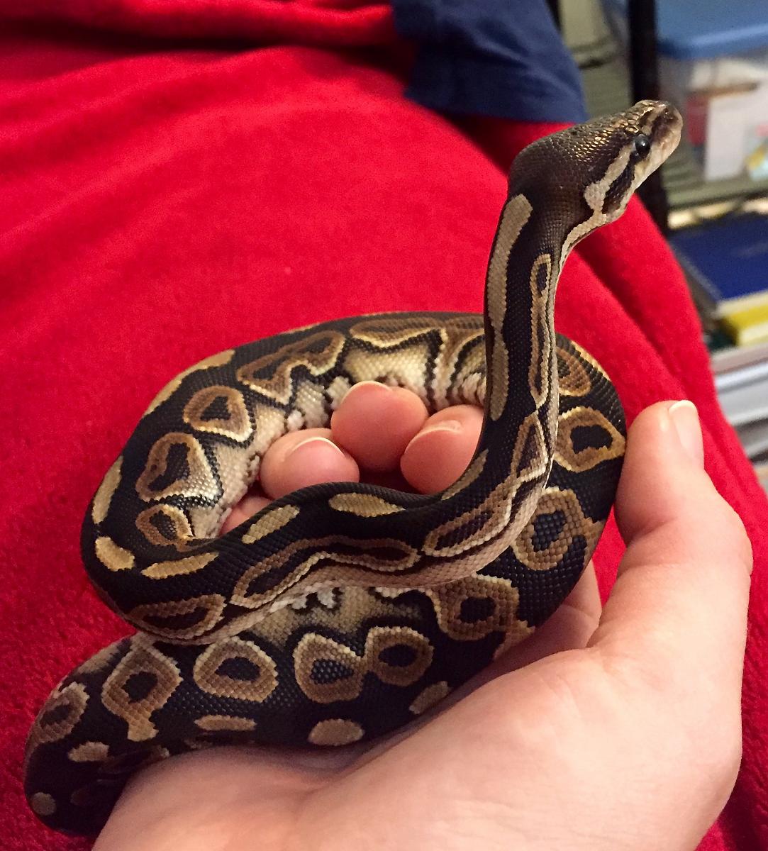 Pancake