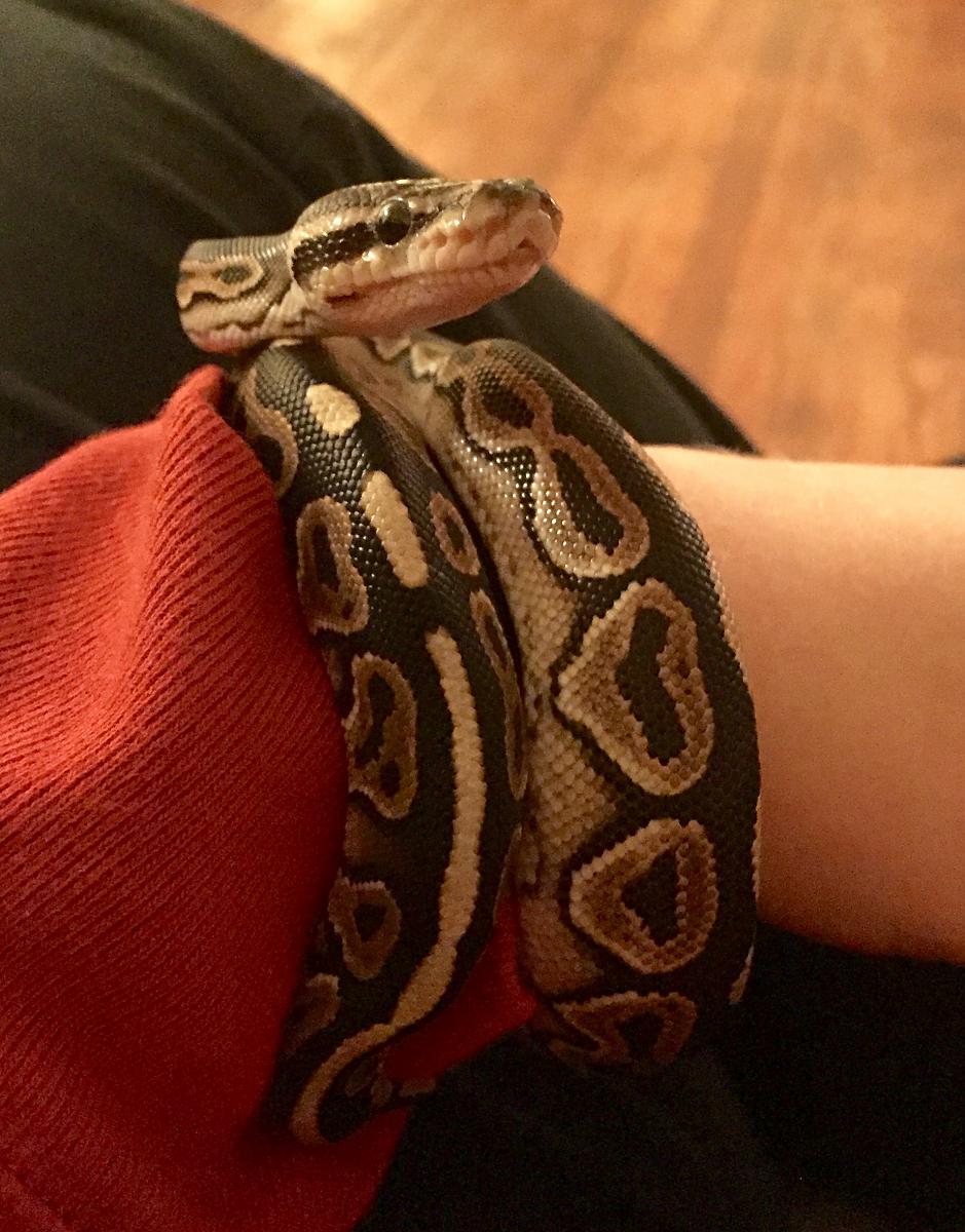 Pancake