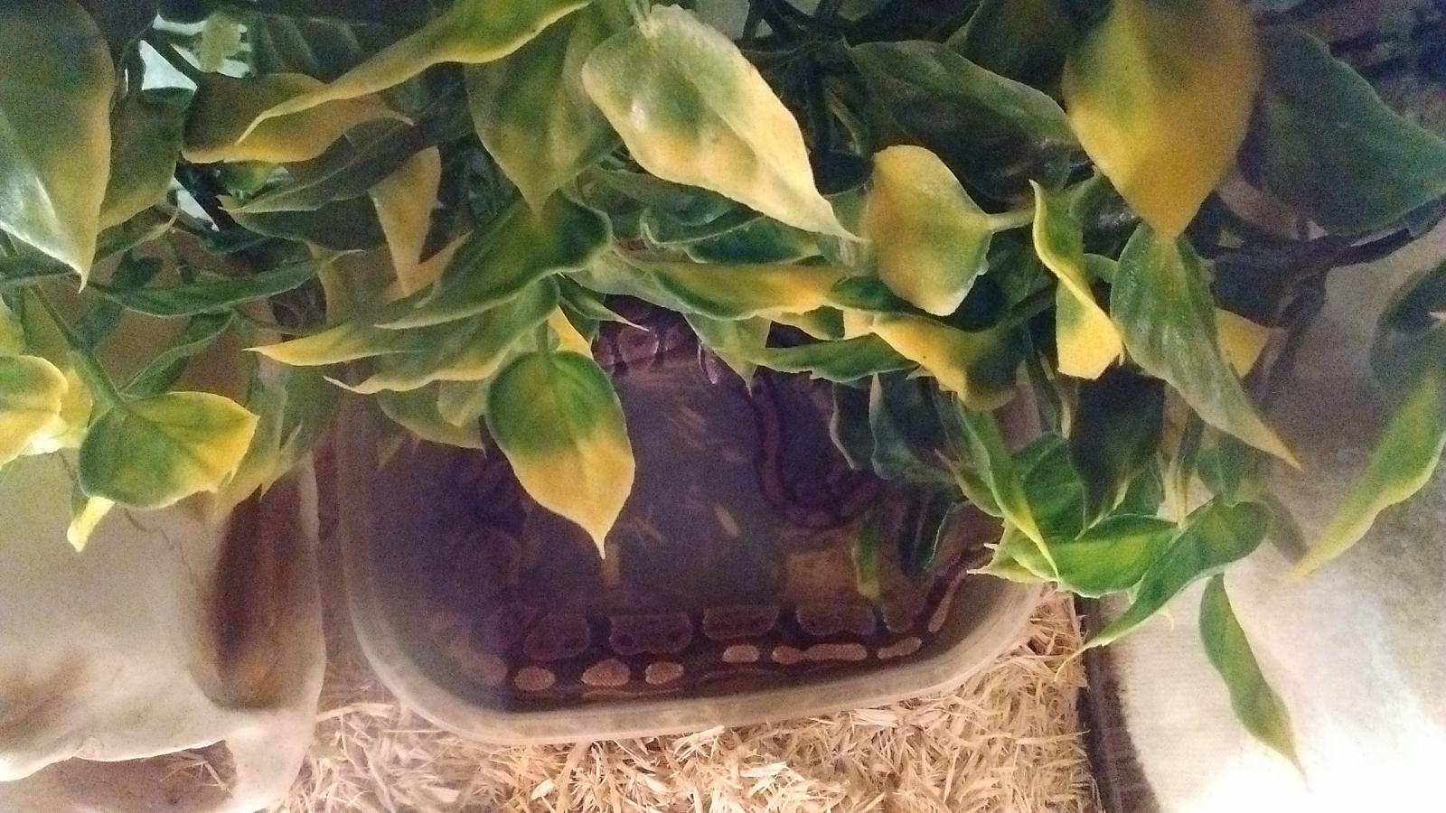 She's just chillin while she's grows