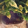 She's just chillin while she's grows