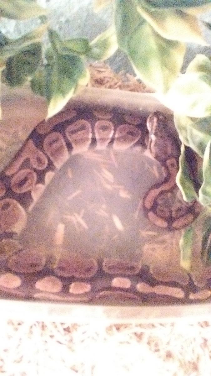She's just chillin while she's grows