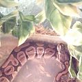 She's just chillin while she's grows