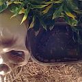 She's just chillin while she's grows