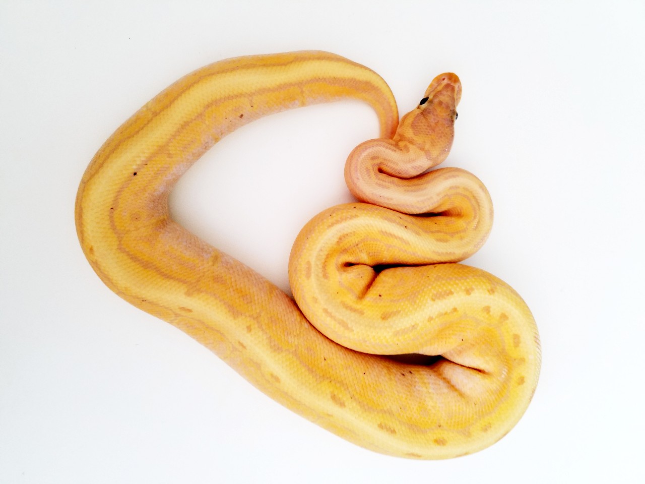 Banana Foster