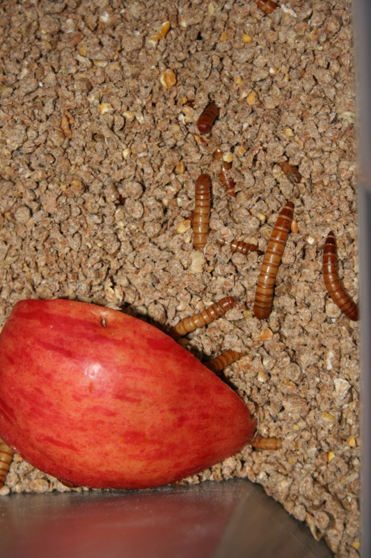 Mealworm 3