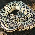 Ball python group