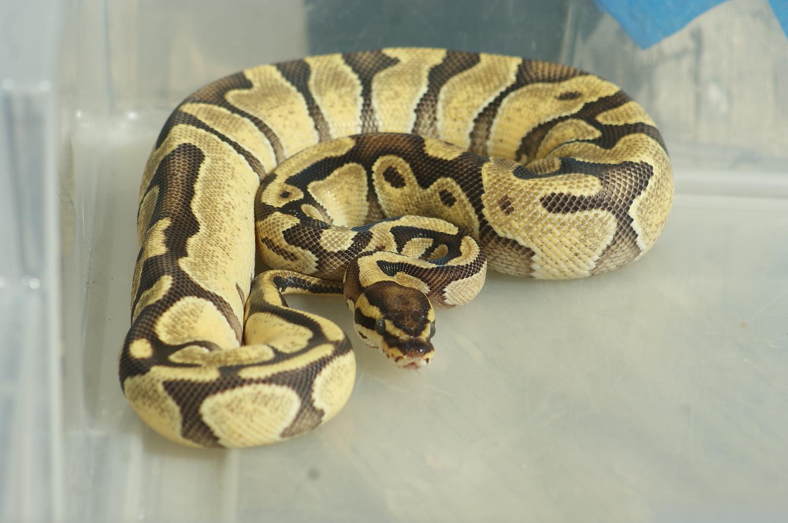 Enchi Fire?