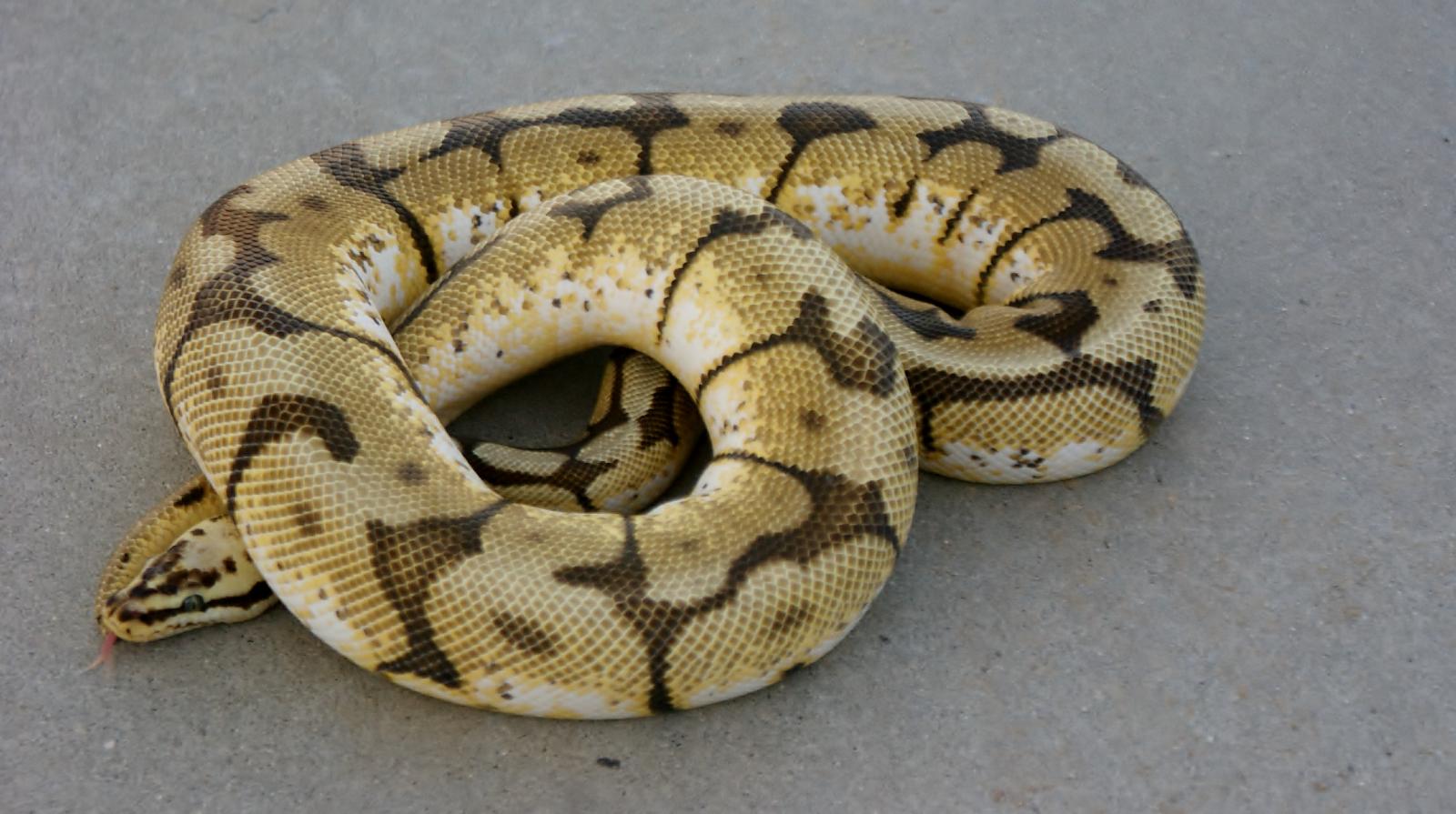 Ball python group