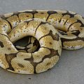 Ball python group