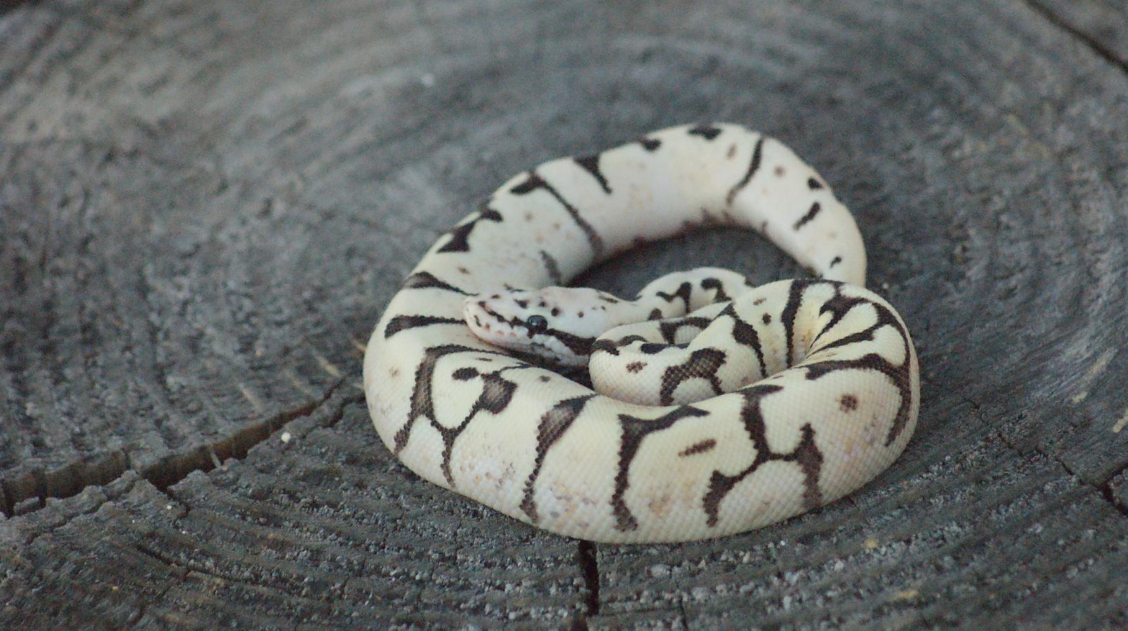 Ball python group