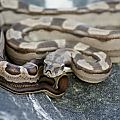 Motley het Anery Female