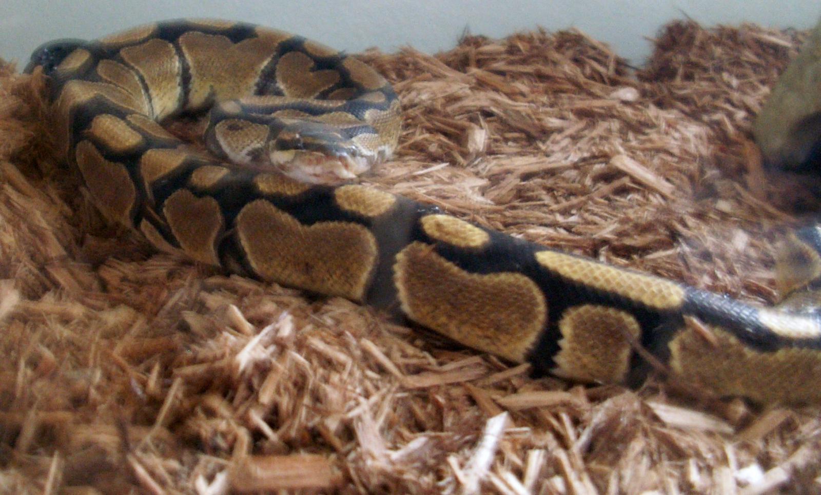 samson