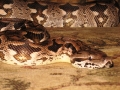 Sweet Snakes