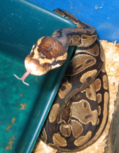 Sweet Snakes