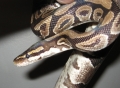 Sweet Snakes
