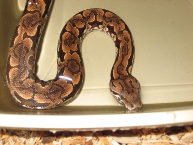 Sweet Snakes