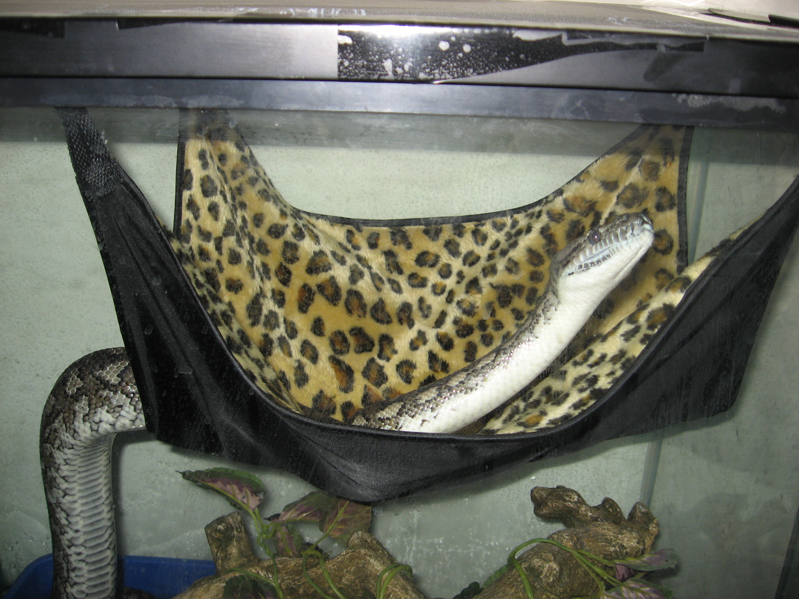 Sweet Snakes