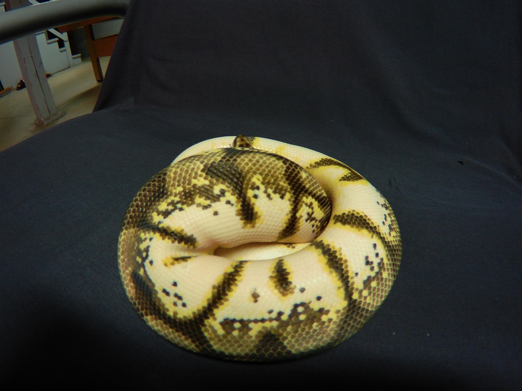 sugar bee - Ball-Pythons.net Gallery