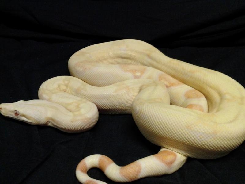 early albino boa shot