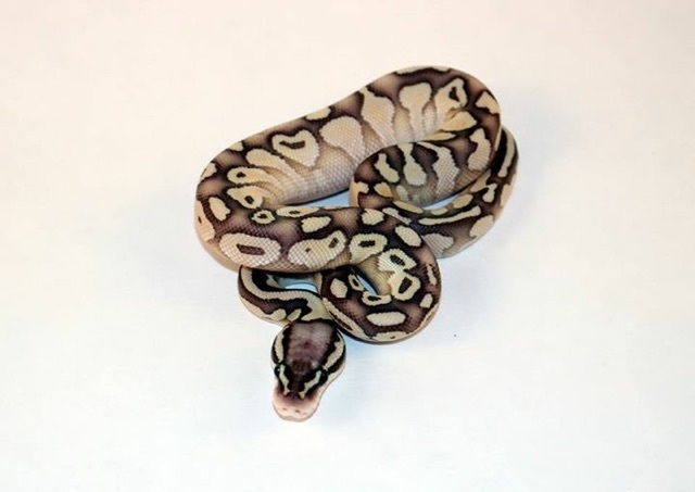 breeder pic of lesser pastel