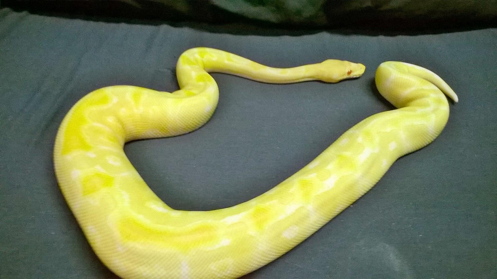 albino clown