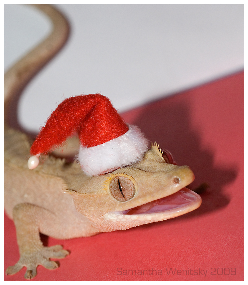 Wilson The Christmas Gecko