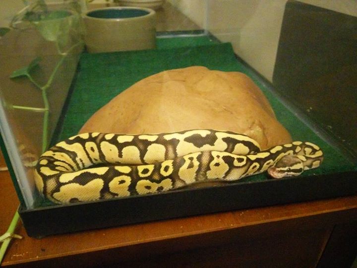 Firefly Morph born 92015