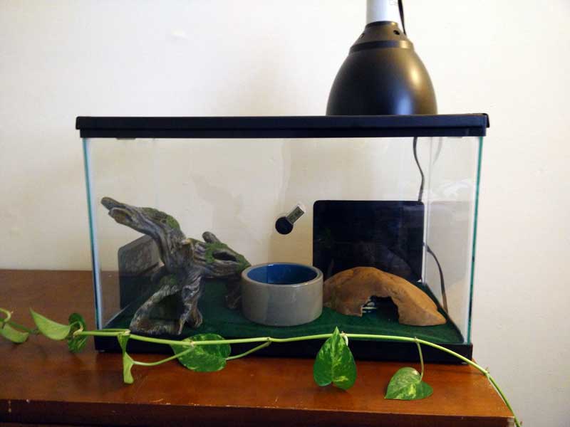 10 Gallon Setup