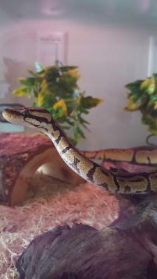 Little Noodle