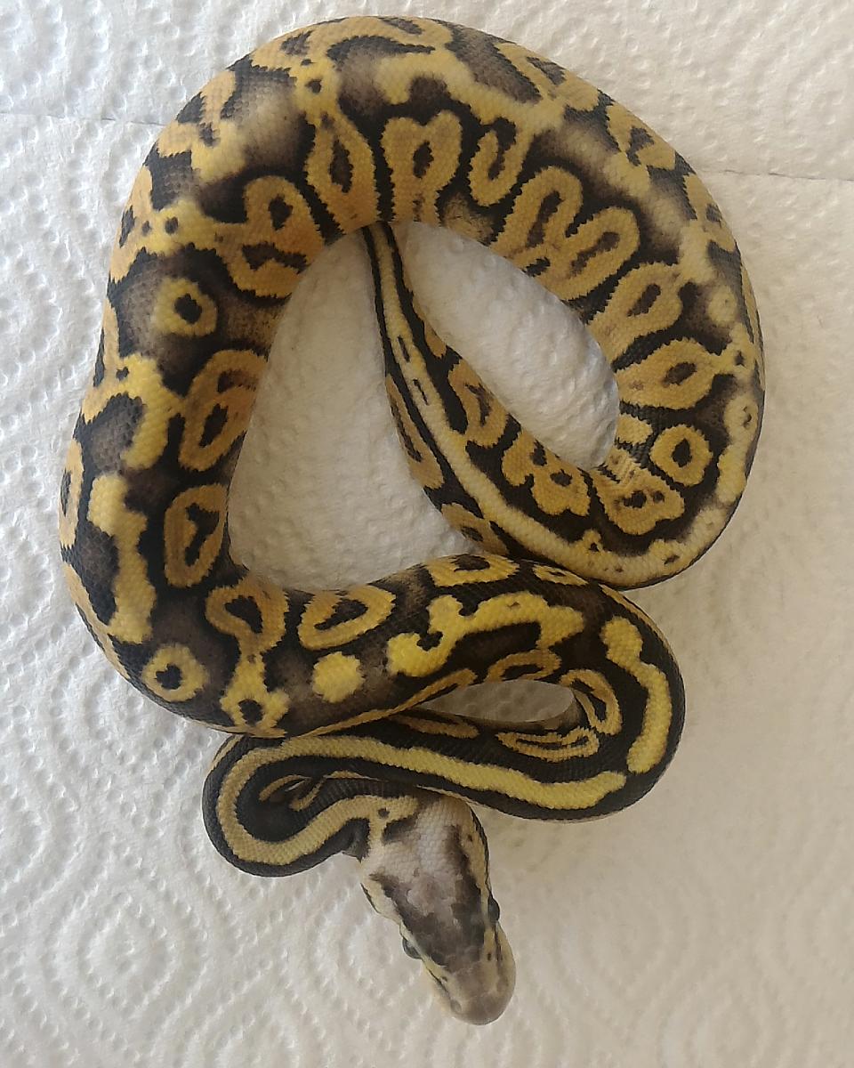 whatmorph