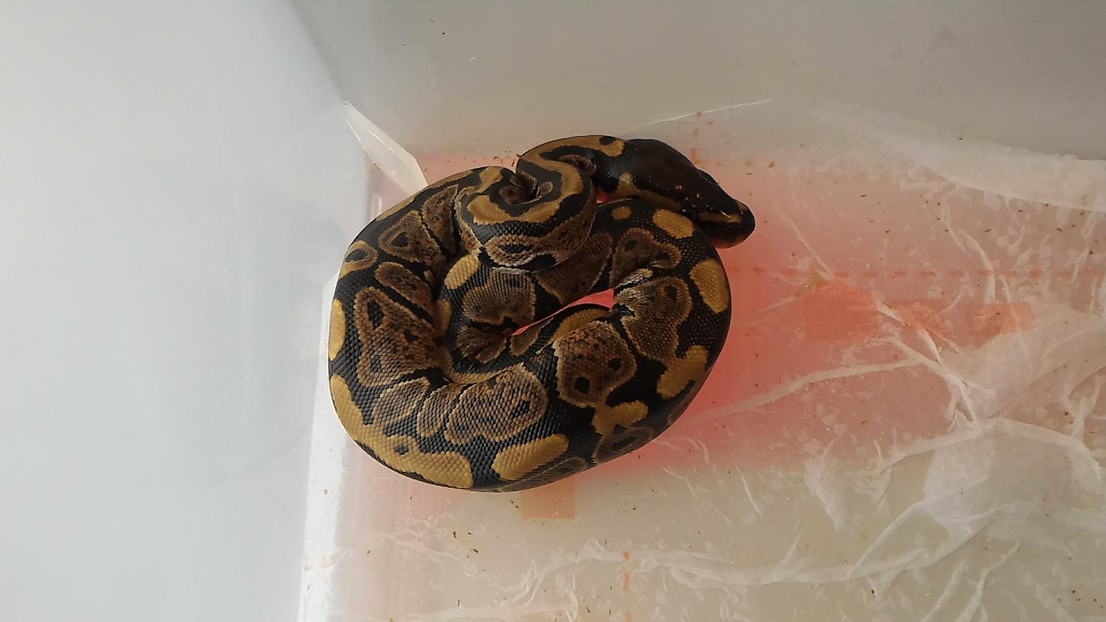 Ball Python 2015