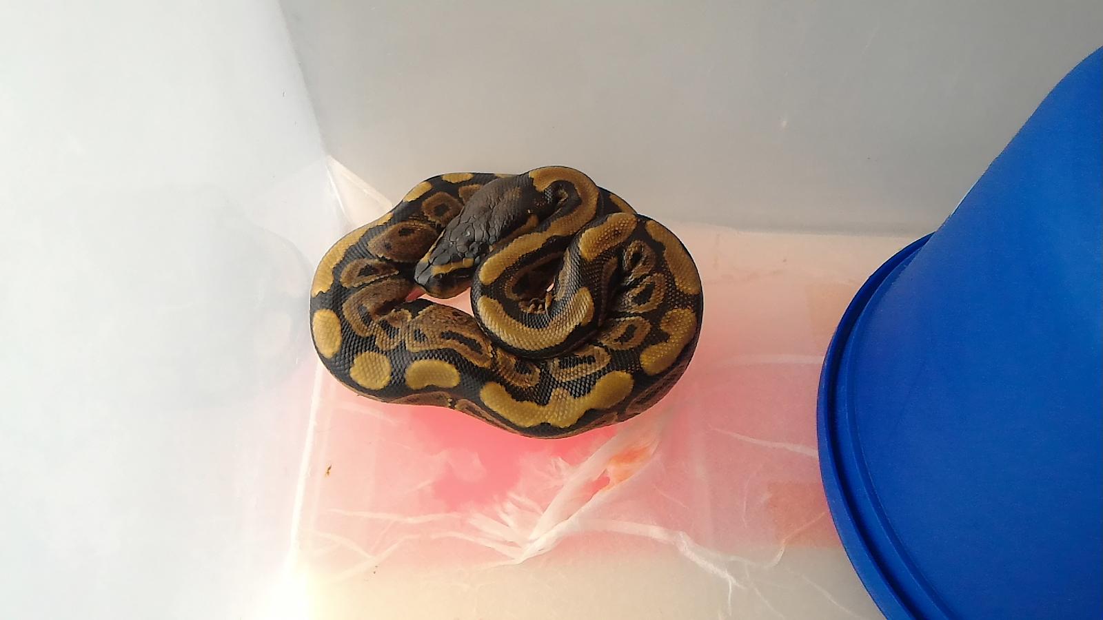 Ball Python 2015