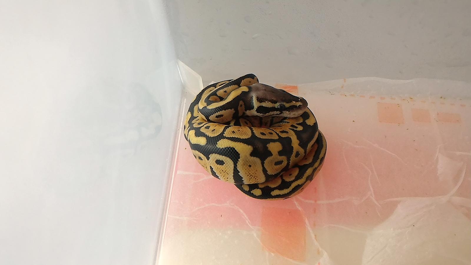 Ball Python 2015