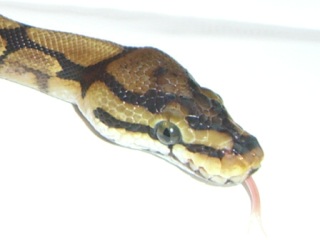 Parker 1