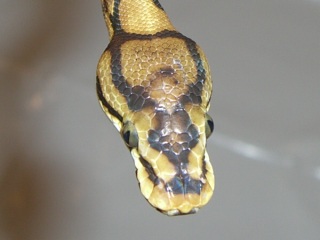 Parker 2