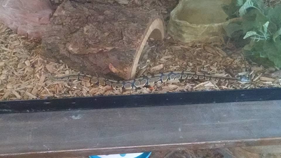 My new baby Izzy