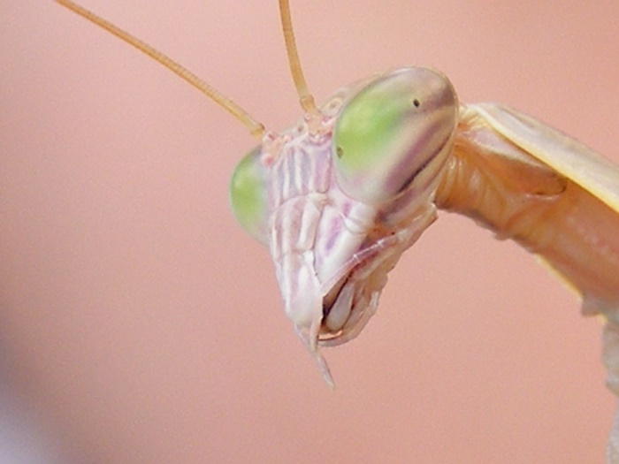 Purple Winged Mantis