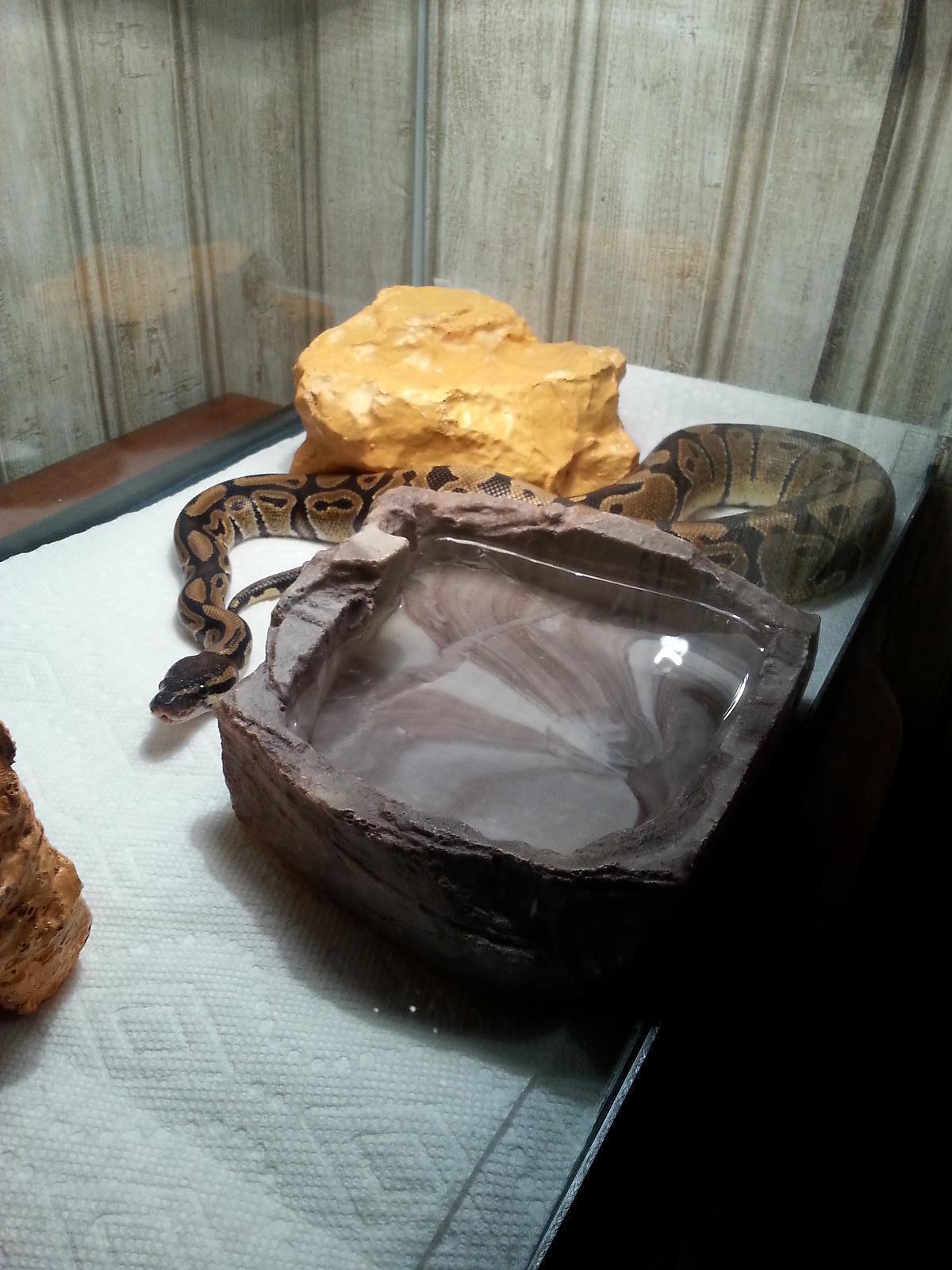 Ball python