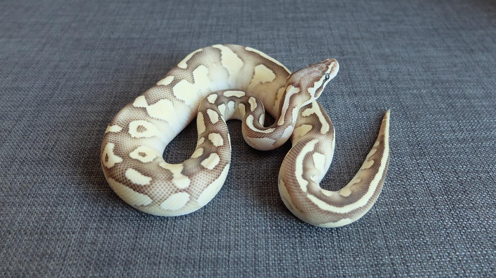 Firefly lesser M