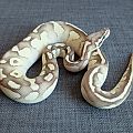 Firefly lesser M