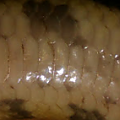 Help! Scale rot!