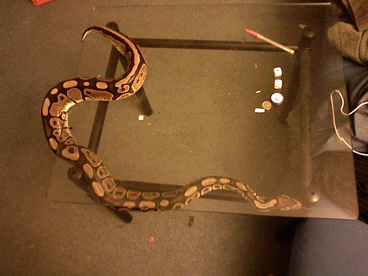 Tequila chillin on a glass table