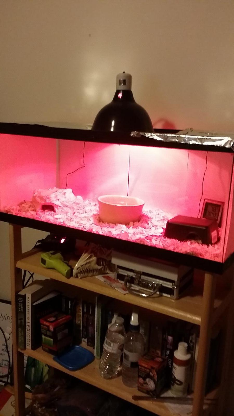 Pip's Current Setup