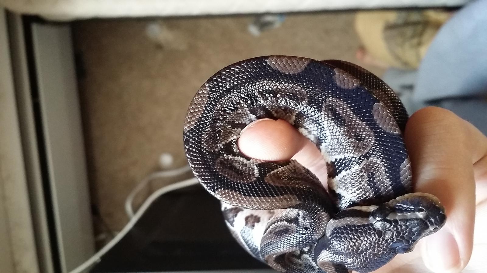 Pip's Wrinkly Scales