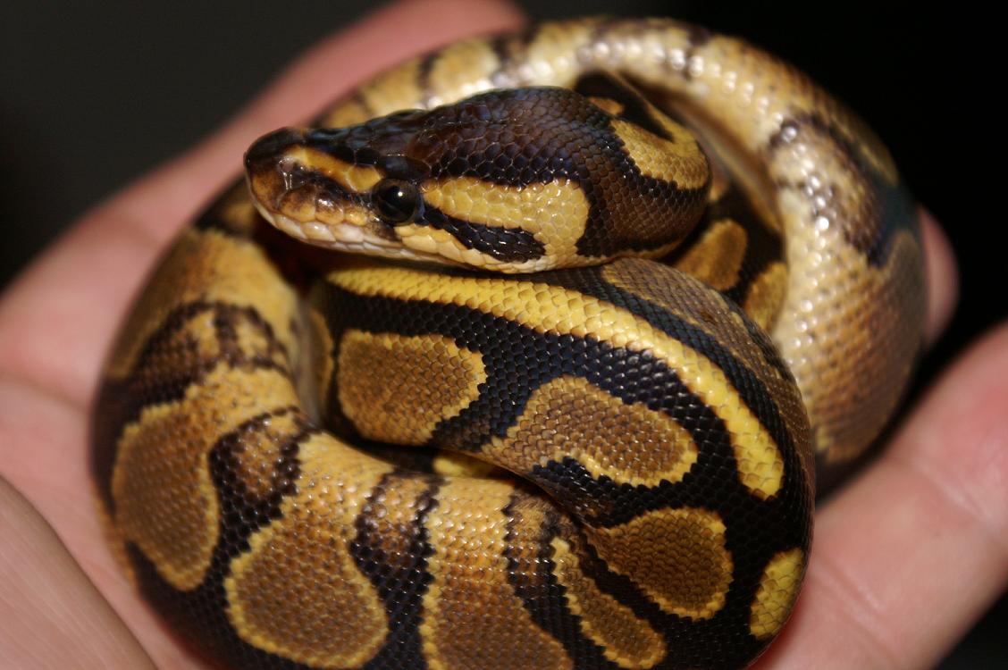 New 09 Female Yellowbelly (alexis)