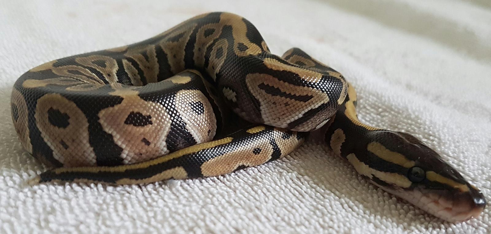 Arwen (Pastel) 2016 Clutch