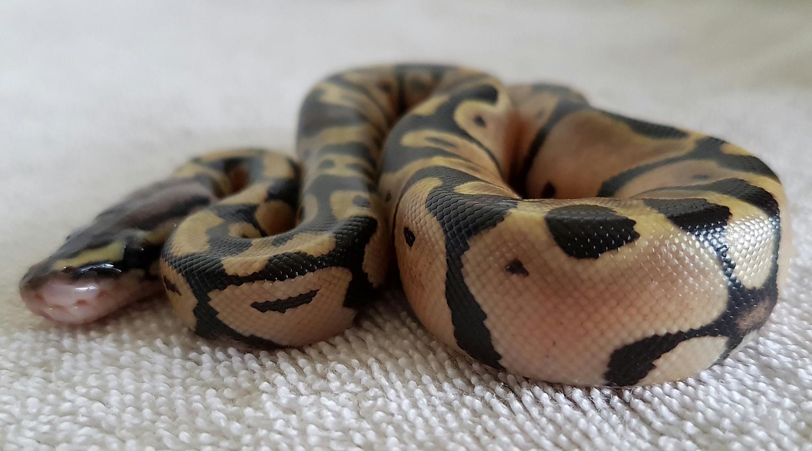 Arwen (Pastel) 2016 Clutch