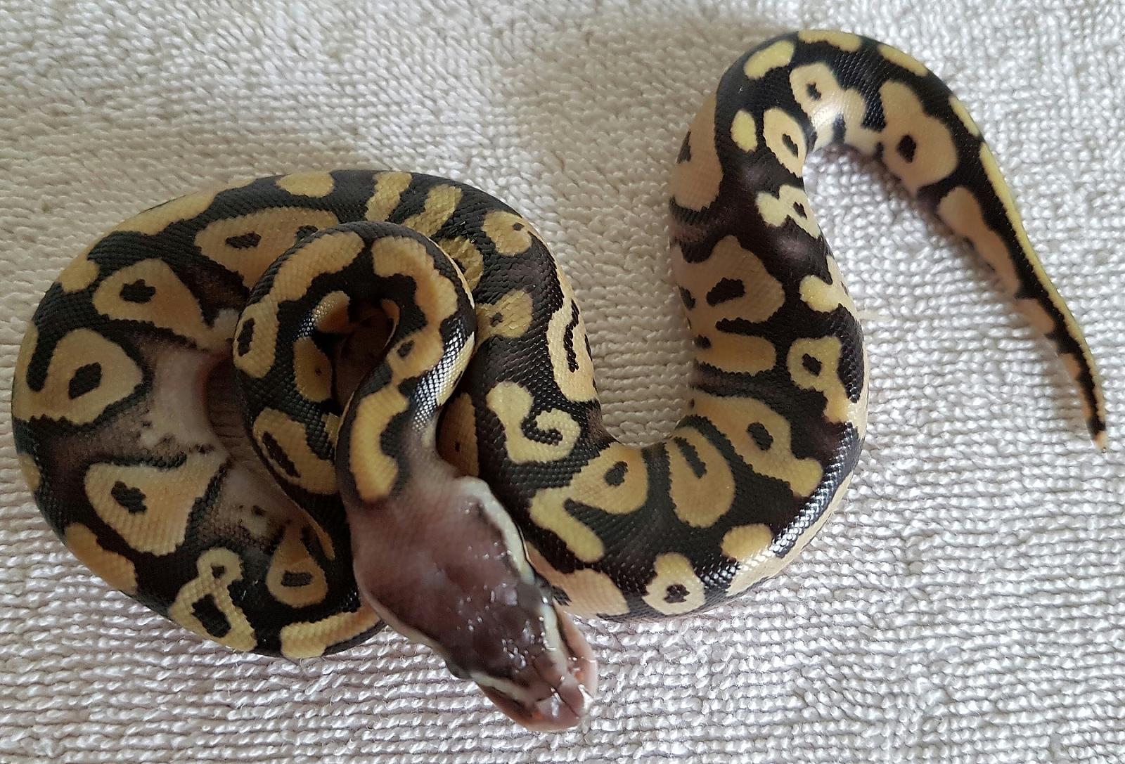 Arwen (Pastel) 2016 Clutch