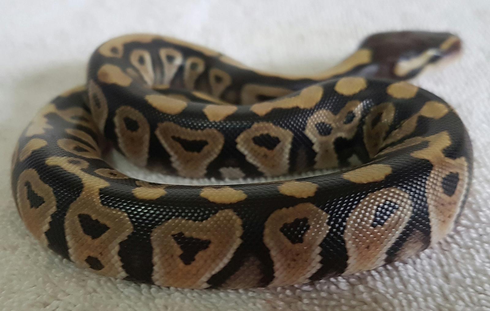 Arwen (Pastel) 2016 Clutch