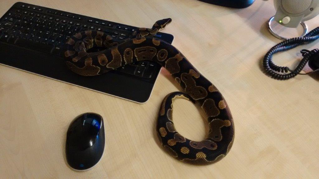 Typing on Keyboard